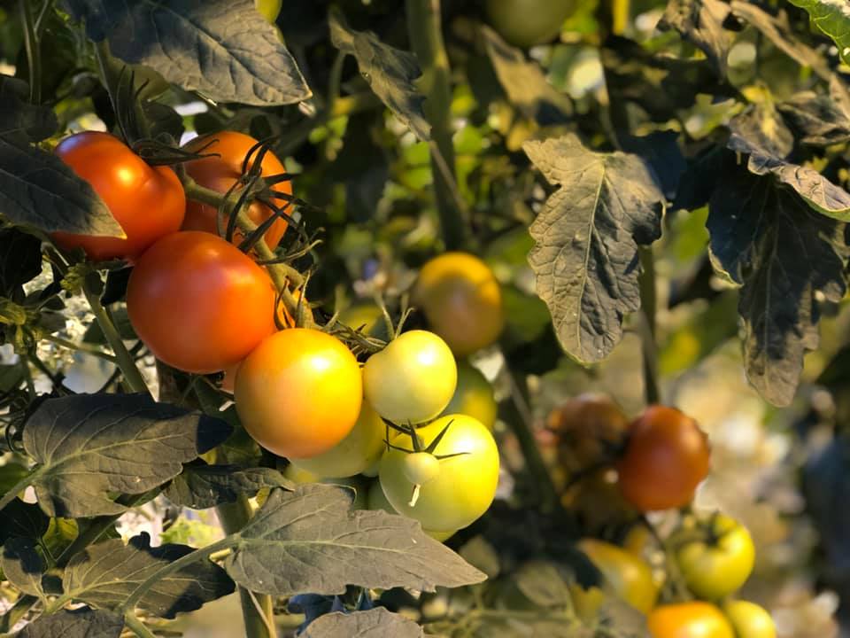 Tomatoes on a vine to represent agri-food industries